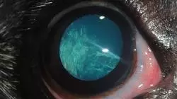 ##IMAGE##