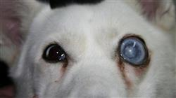 curso glaucoma perro gato