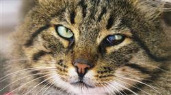 curso online glaucoma perro gato
