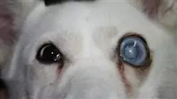 ##IMAGE##