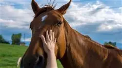 ##IMAGE##