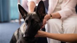 curso online intervencion asistida caninos