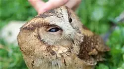 ##IMAGE##