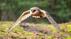 posgrado intervencion asistida aves