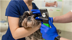 curso cpacitacion practica oftalmologia veterinaria pequenos animales