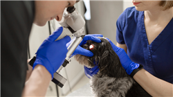 diplomado online capacitacion practica oftalmologia veterinaria