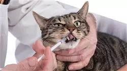##IMAGE##
