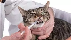 ##IMAGE##