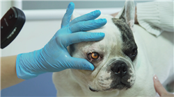 maestria online oftalmologia veterinaria