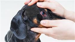posgrado semipresencial oftalmologia veterinaria