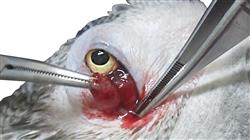 diplomado capacitacion medicina cirugia aves