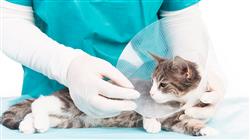 especializacion oncologia neurologia dermatologia felina