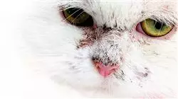 ##IMAGE##