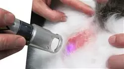 ##IMAGE##