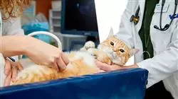 ##IMAGE##