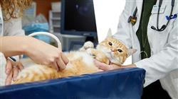 curso hospitalizacion cuidados criticos paciente felino
