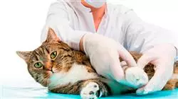 curso online hospitalizacion cuidados criticos paciente felino
