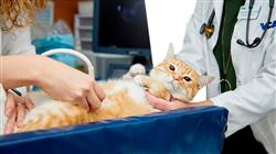 diplomado hospitalizacion cuidados criticos paciente felino