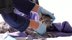 diplomado online hospitalizacion cuidados criticos paciente felino