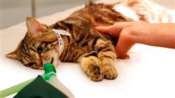formacion hospitalizacion cuidados criticos paciente felino