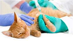 posgrado hospitalizacion cuidados criticos paciente felino