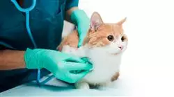 ##IMAGE##