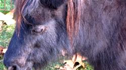 diplomado pericia penal veterinaria