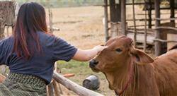 formacion pericia laboral veterinaria