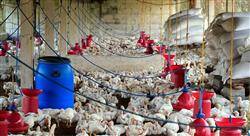 curso pericia agroalimentaria y medioambiental veterinaria