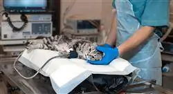 maestria anestesiología veterinaria