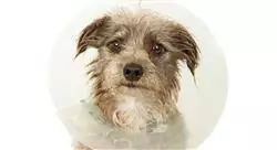 cursos manejo del dolor en pequeños animales