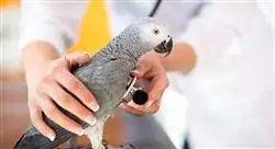 experto manejo del dolor en pequeños animales