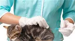 especializacion manejo anestésico de animales con patologías concretas