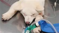 ##IMAGE##