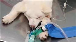 ##IMAGE##