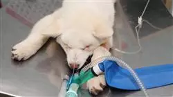##IMAGE##