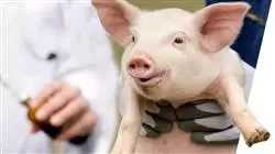 ##IMAGE##