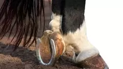 ##IMAGE##
