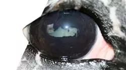 ##IMAGE##