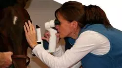 ##IMAGE##