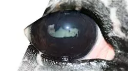 ##IMAGE##