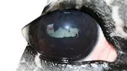 ##IMAGE##