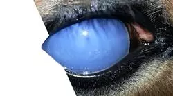 ##IMAGE##