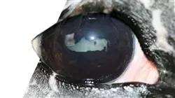 ##IMAGE##
