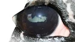 ##IMAGE##