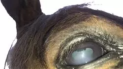 ##IMAGE##
