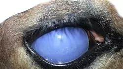 ##IMAGE##