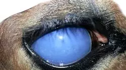 ##IMAGE##