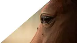 ##IMAGE##