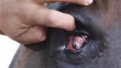 ##IMAGE##